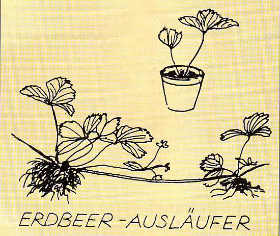 Erdbeersenker